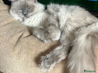 Ragdoll cats GCCF registered Proven Blue Point stud in London - Advert 17