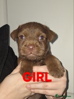 Patterdale Terrier dogs READY NOW!!..Patterdale Terrier Puppies - Advert 3