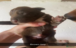 Mixed Breed dogs for sale: Border Collie Cocker puppies - Image 14