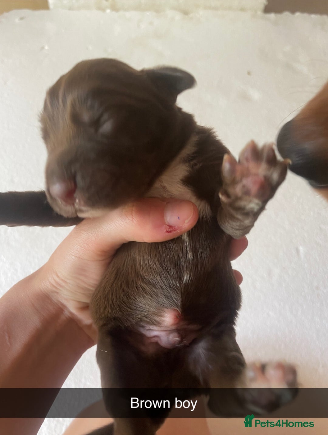 Mixed Breed dogs for sale: Border Collie Cocker puppies - Image 14