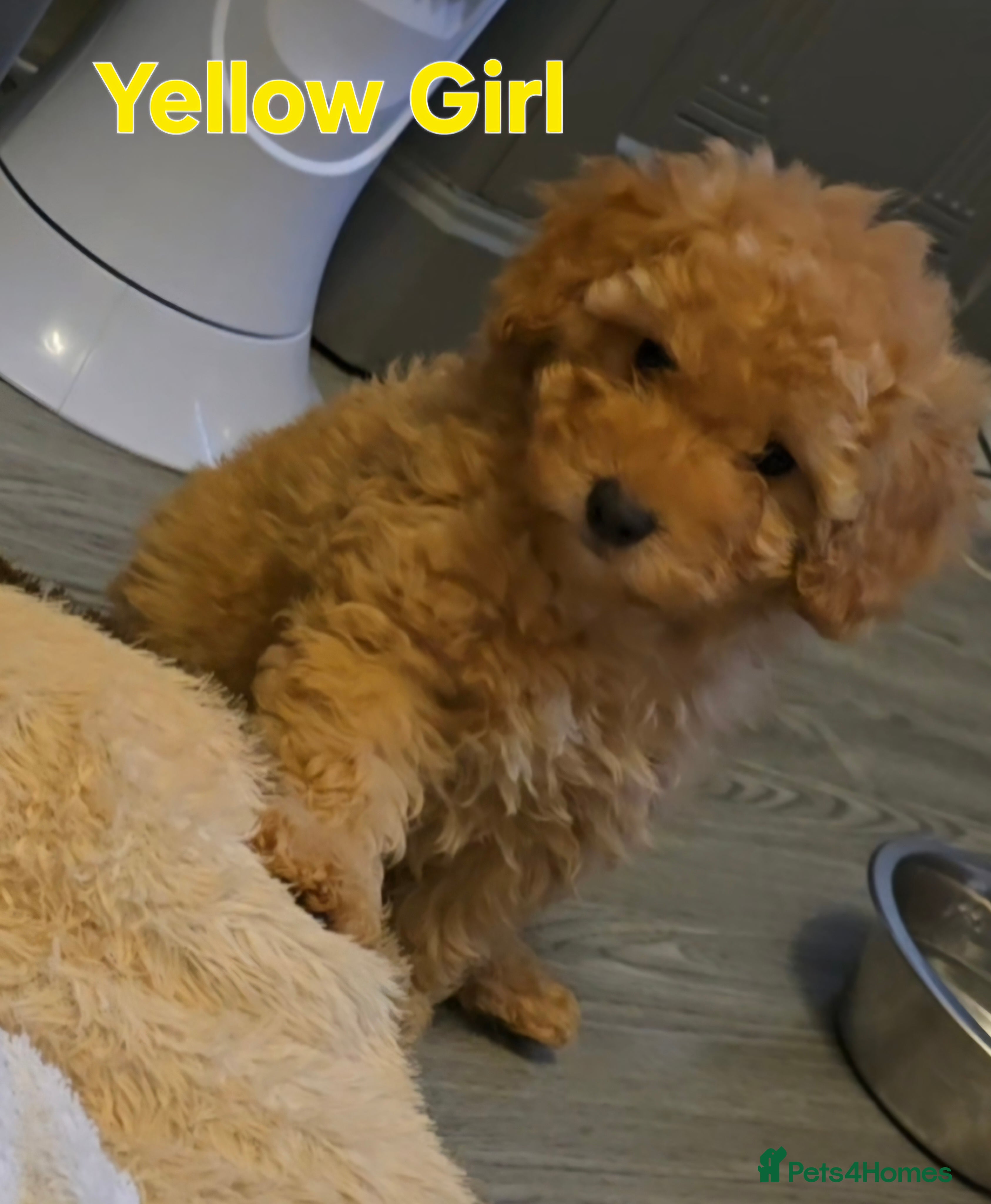 Maltipoo dogs 🐶3 gorgeous maltipoo pups, ready to leave🐶 - Advert 3