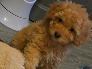 Maltipoo dogs 🐶3 gorgeous maltipoo pups, ready to leave🐶 - Advert 3