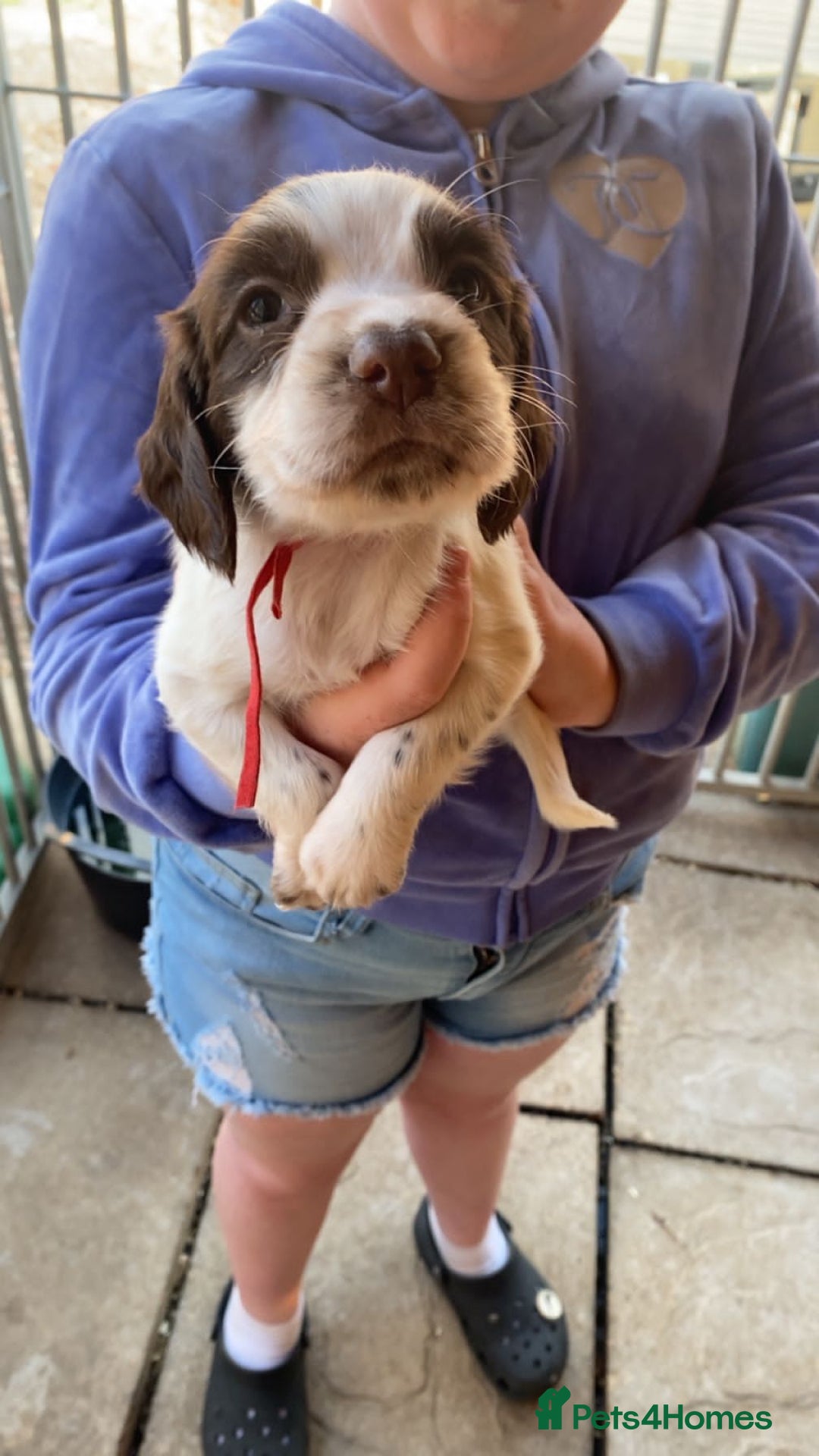 English Springer Spaniel dogs for sale: Beautiful litter of English springer spaniel pups - Image 7