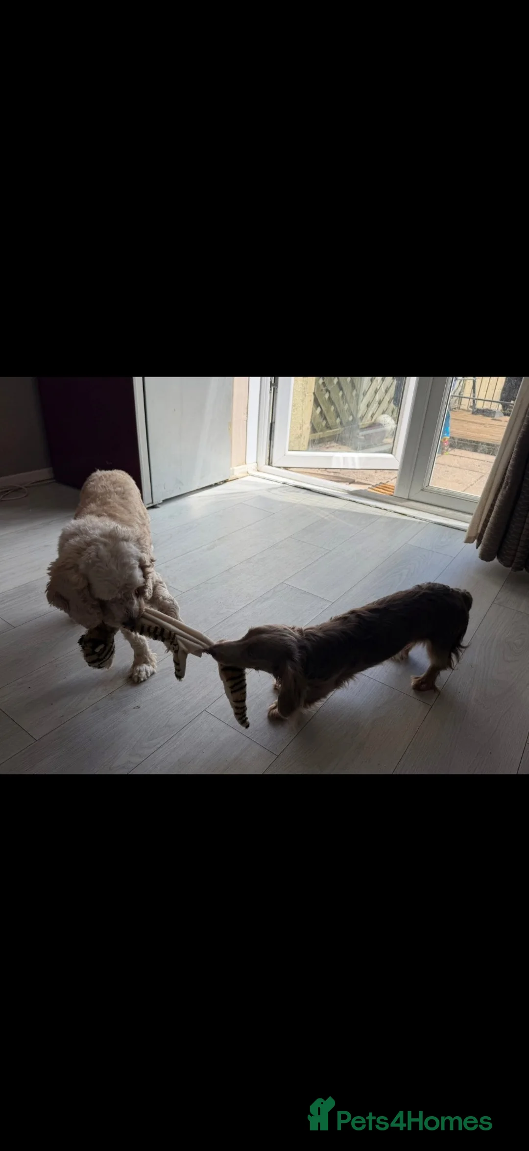 Cockapoo dogs for sale: 6yo female cocapoo - Advert 6