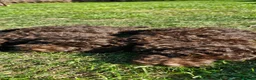Toy Poodle dogs for sale: KC REG CHOCOLATE TOY POODLE PUPPYS  - Advert 12