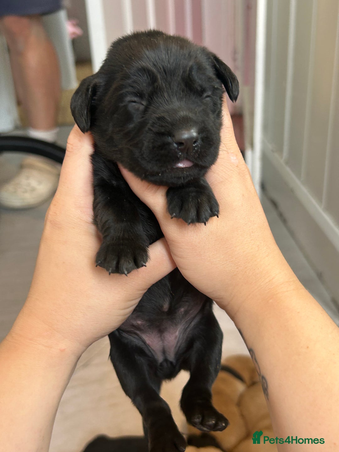 Springador dogs for sale: 3/4 Labrador (Springador x Labrador) Pups for Sale - Image 25