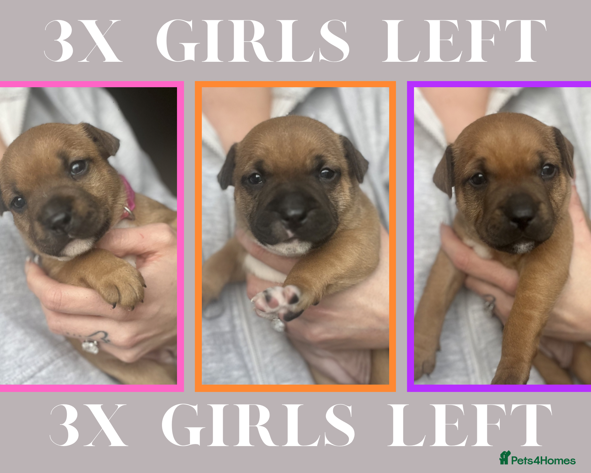 Staffordshire Bull Terrier dogs BEAUTIFUL RED STAFFORDSHIRE BULL TERRIER PUPPIES - Advert 13