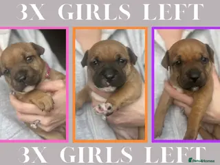 Staffordshire Bull Terrier dogs BEAUTIFUL RED STAFFORDSHIRE BULL TERRIER PUPPIES - Advert 13