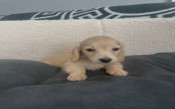 Miniature Dachshund dogs for sale: 2 male longhaired cream mini dachshunds. - Image 5