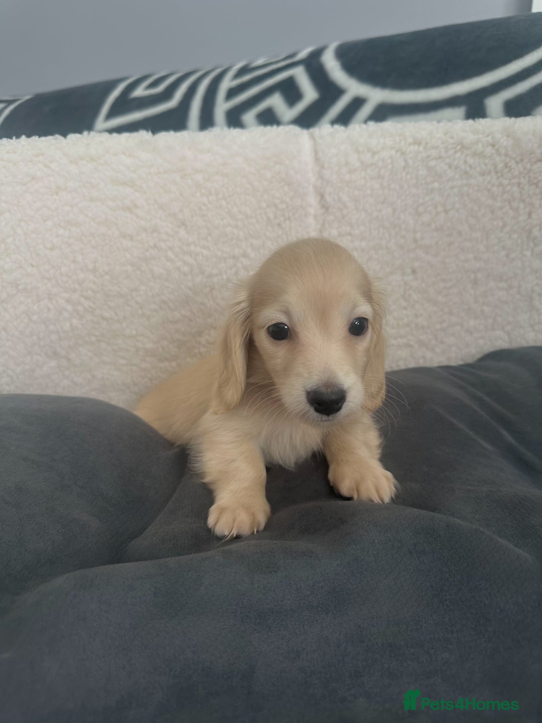 Miniature Dachshund dogs for sale: 2 male longhaired cream mini dachshunds. - Image 5