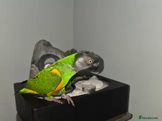 Parrots birds Senegal parrot - very tame - Advert 1