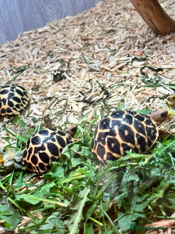 Tortoise reptiles for sale in Redcar - Advert 2