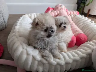 Pomeranian dogs TINY Pure Gorgeous KC Pomeranians Pups - Advert 6