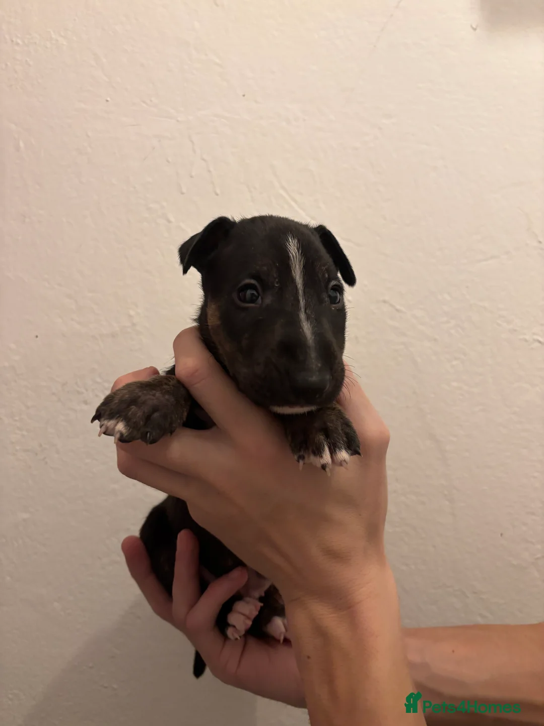 English Bull Terrier dogs for sale: KC English bullterriers puppys x5 - Advert 9