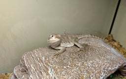 Dragon reptiles for sale: Great little Rankins Dragon - Image 4