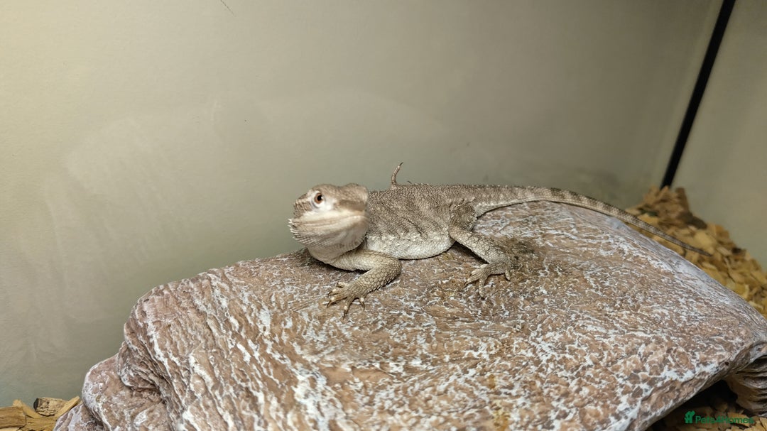 Dragon reptiles for sale: Great little Rankins Dragon - Image 4