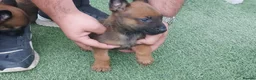 Belgian Shepherd Dog dogs for sale: Outstanding Belgium malinois puppies  - Advert 23