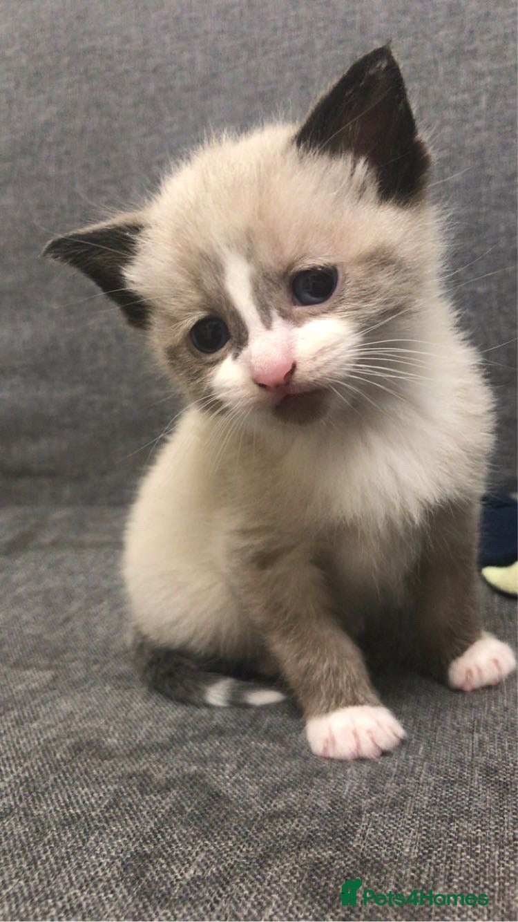 Ragdoll cats for sale: 3 pure bread ragdoll kittens  - Advert 3