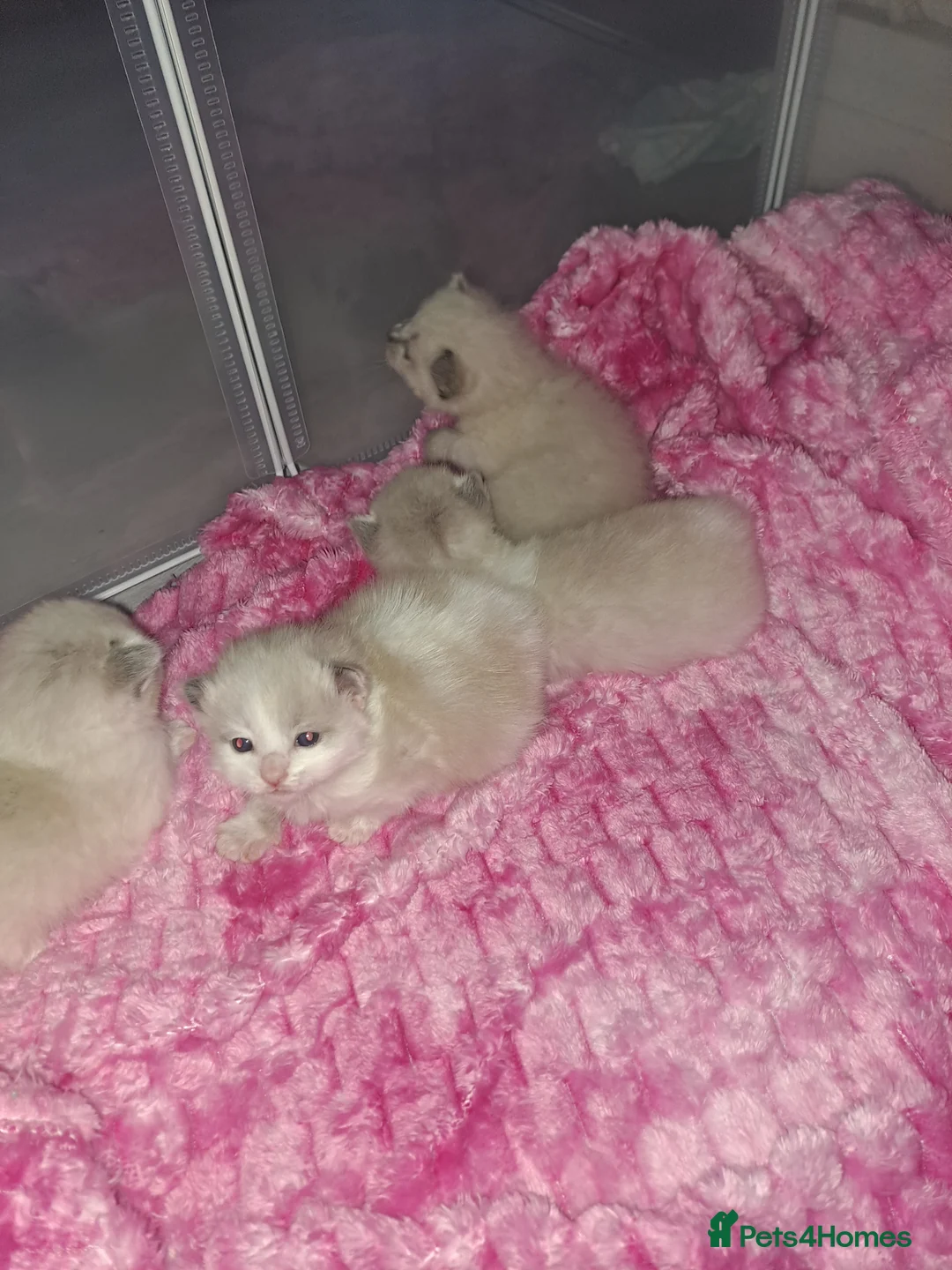 Ragamese cats for sale: 4 ragdoll kittens  in Cumnock - Advert 10