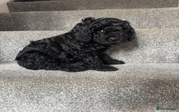 Mixed Breed dogs for sale: 3 Puppies Available Cavapoo / Cockapoo puppies  - Image 11