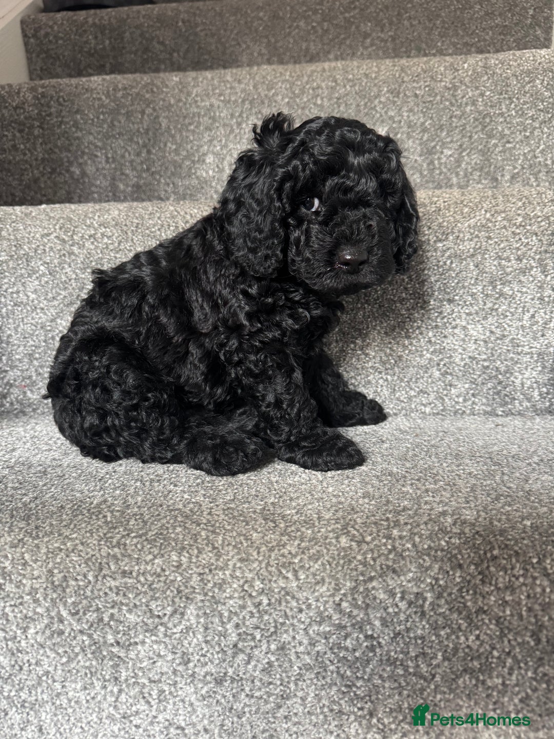 Mixed Breed dogs for sale: 3 Puppies Available Cavapoo / Cockapoo puppies  - Image 11