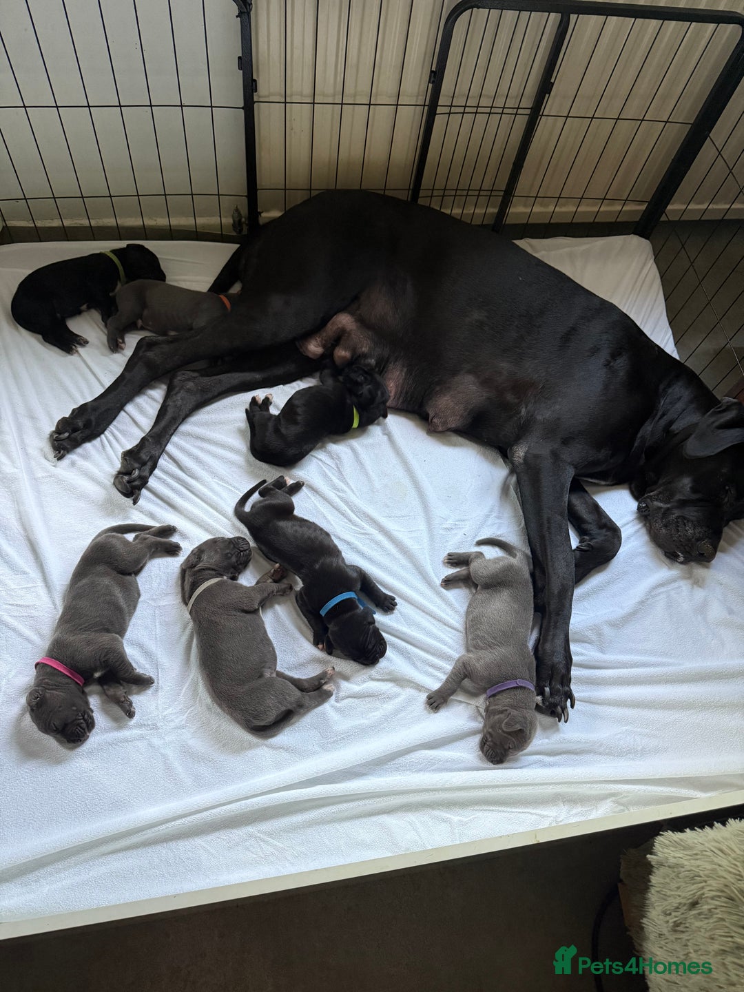 Great Dane dogs for sale: 7 chunky Great Dane puppies  - Image 3