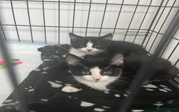 Mixed Breed cats for sale: 5 beautiful kittens  - Image 4