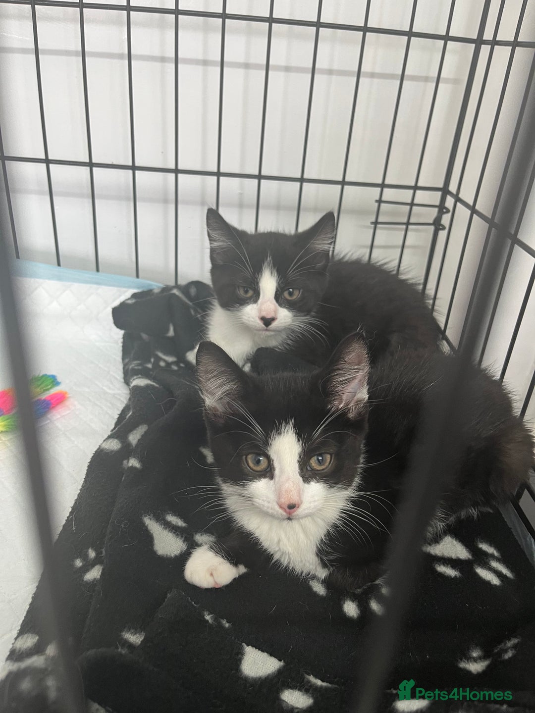 Mixed Breed cats for sale: 5 beautiful kittens  - Image 4