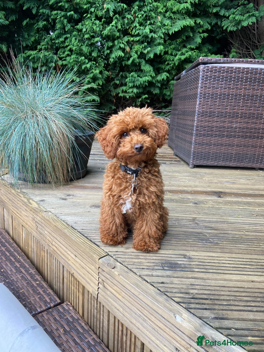 Toy Poodle dogs for sale: 🧡🌻Toy Poodle🧡Confirmed pregnancy🌻🧡 - Advert 7