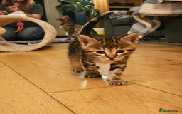 Savannah cats for sale: Beautiful Savannah cross kittens for sale - Advert 25