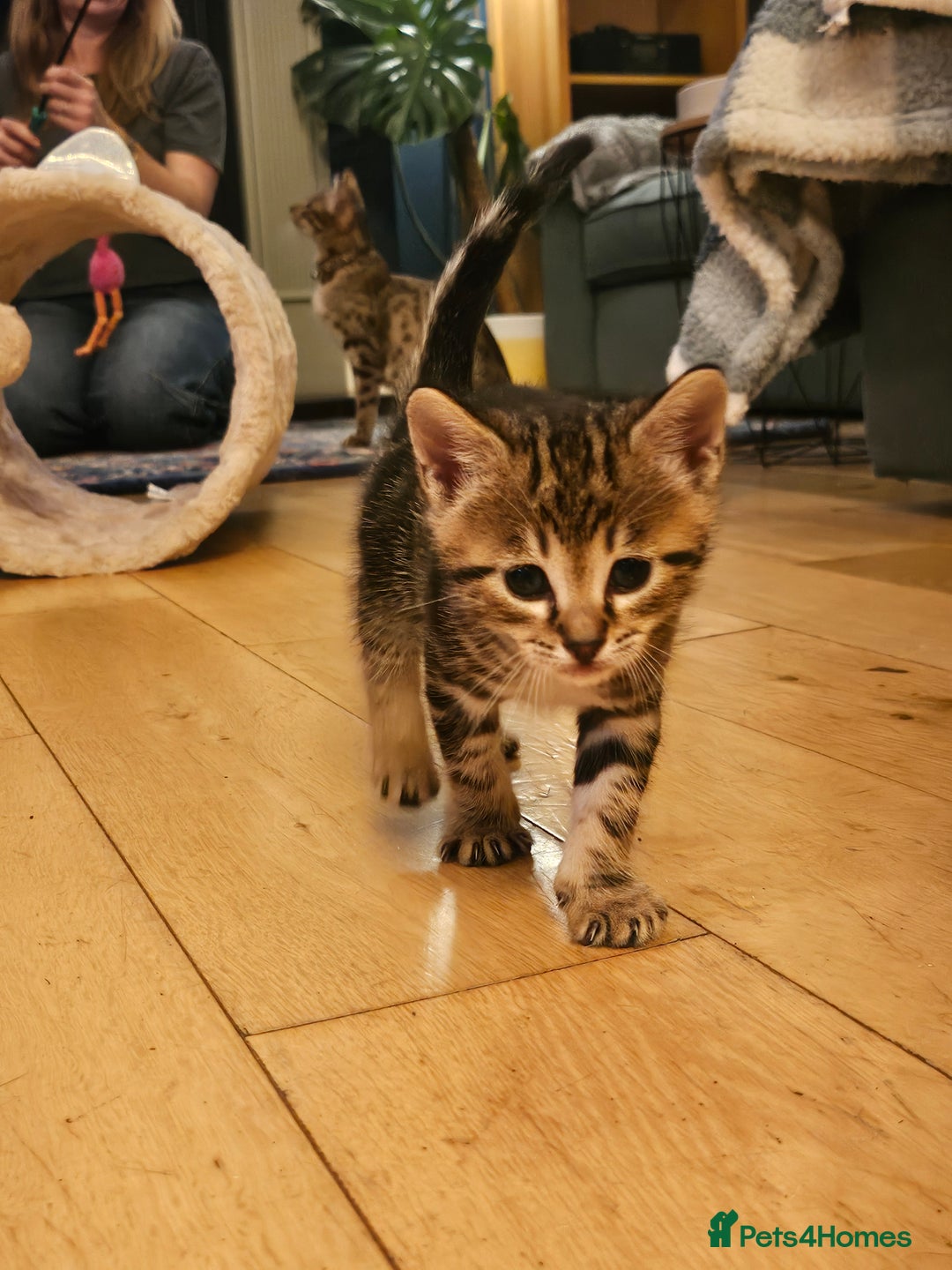 Savannah cats for sale: Beautiful Savannah cross kittens for sale - Advert 25