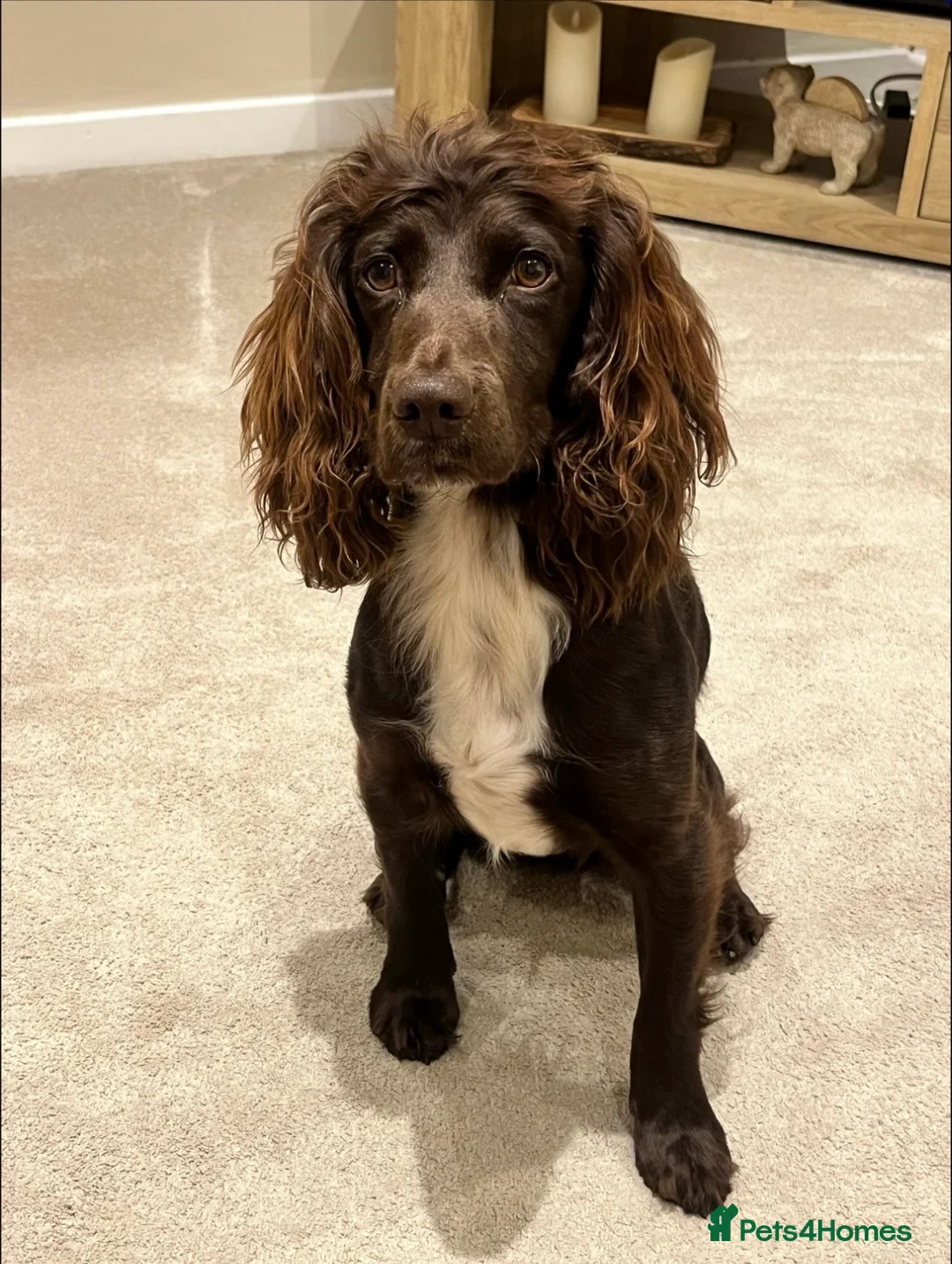 Cockapoo dogs for sale: Planned F1 Cockapoo Waiting List, due end June  - Advert 1