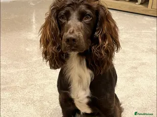 Cockapoo dogs Planned F1 Cockapoo Waiting List, due end June - Advert 3