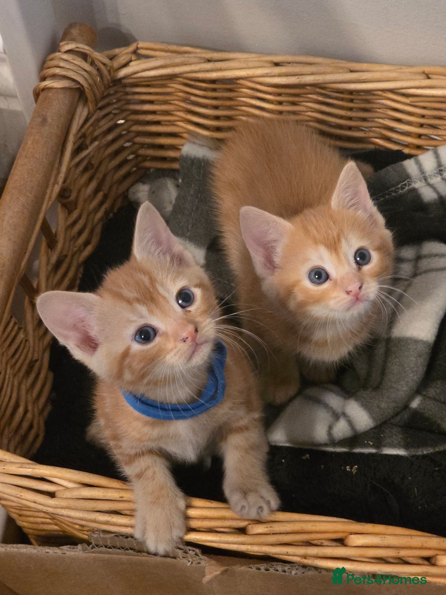 Mixed Breed cats GINGER Kittens  - Advert 1