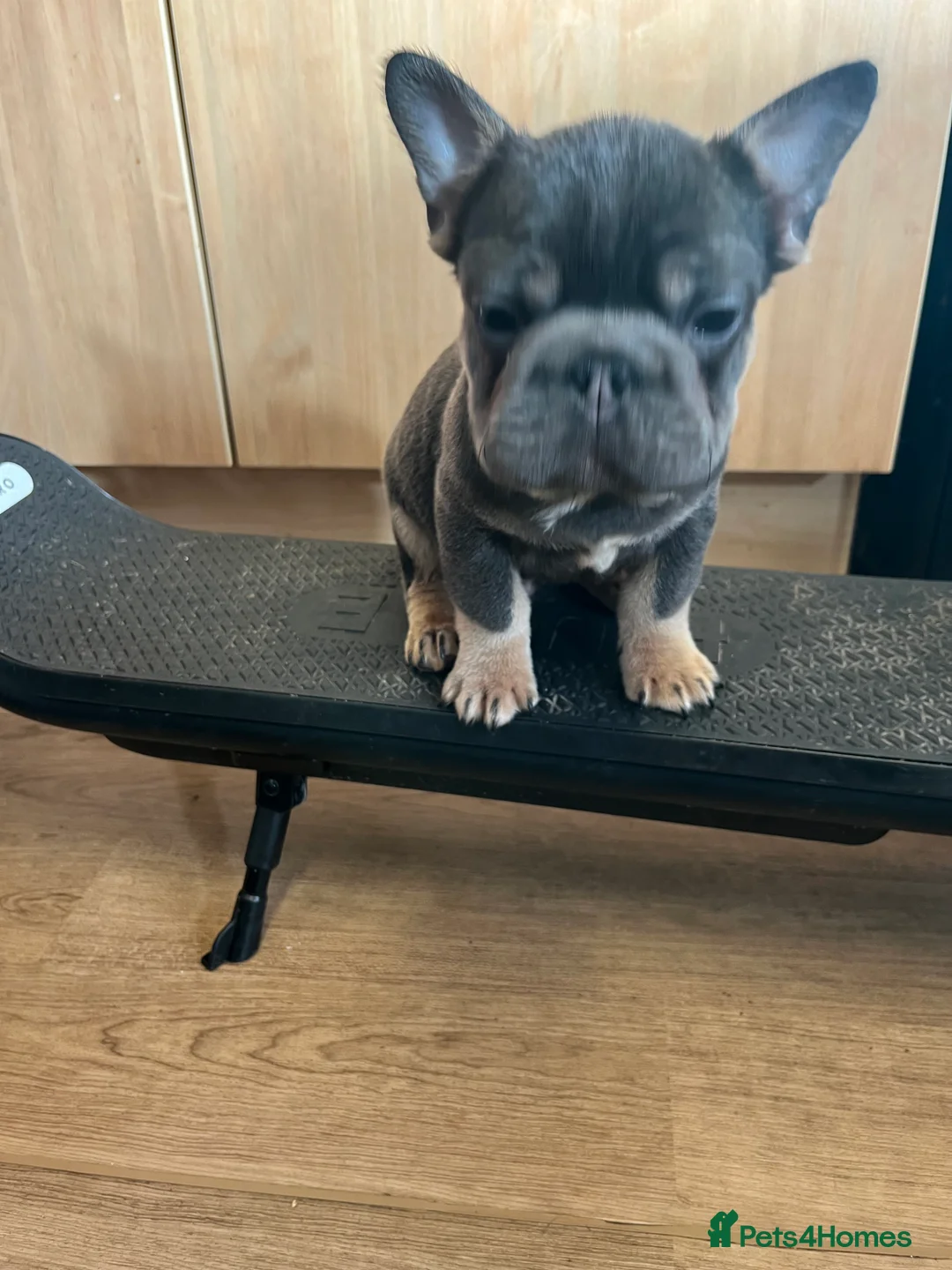 French Bulldog dogs for sale: French bulldog full pink, blue tan pink carrier  - Advert 14