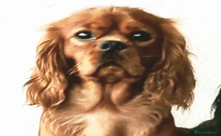 Cavalier King Charles Spaniel dogs - Advert 1