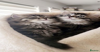 Mixed Breed cats - Advert 4