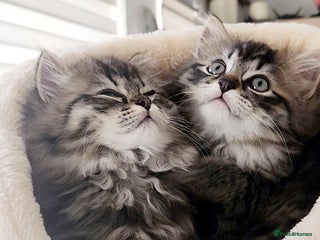 Mixed Breed cats - Advert 33