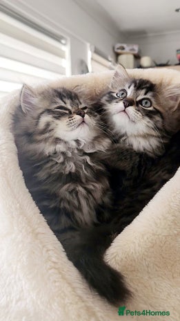 Mixed Breed cats - Advert 6