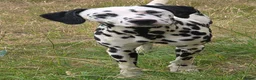 Dalmatian dogs for sale: Handsome Dalmations - Advert 3