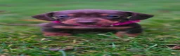 Miniature Dachshund dogs for sale: 5 Beautiful KC Registered Miniature Dachshund Pups - Advert 8