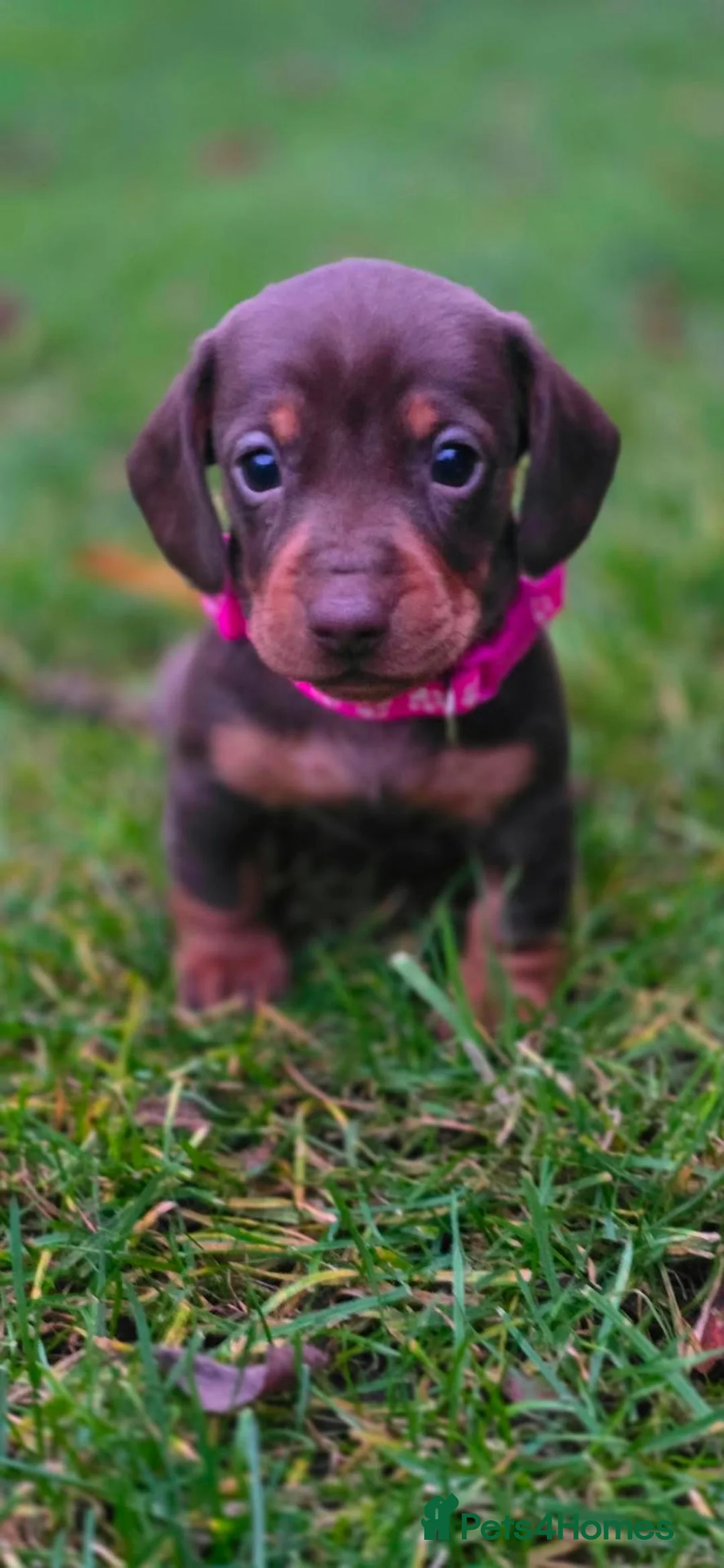 Miniature Dachshund dogs for sale: 5 Beautiful KC Registered Miniature Dachshund Pups - Advert 8