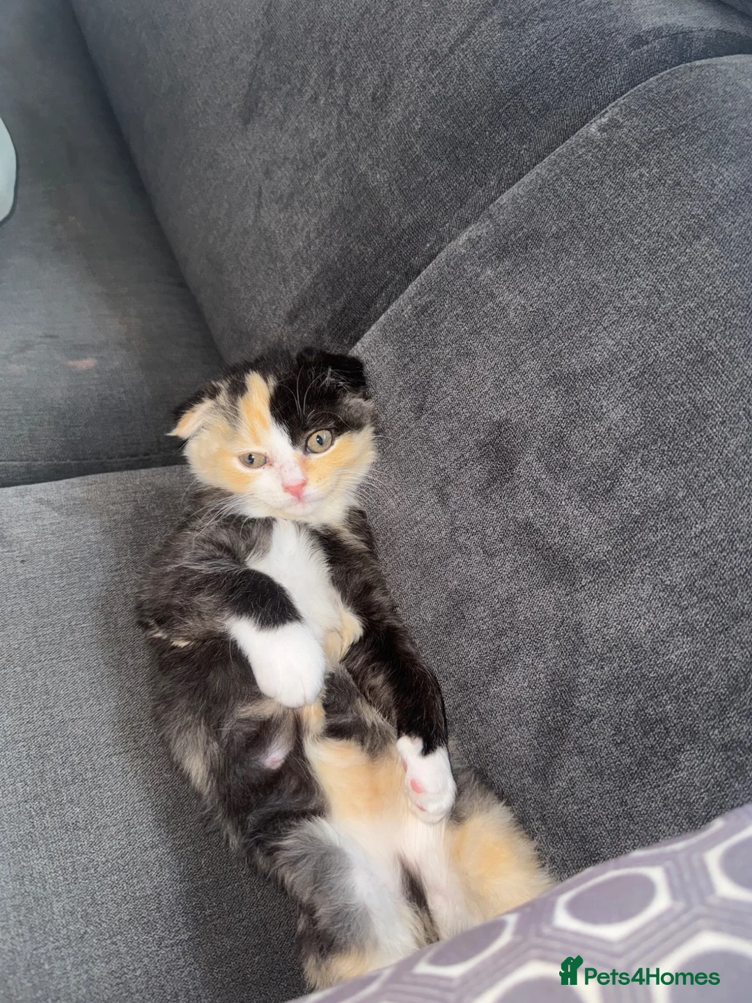 Scottish Fold cats for sale: Scottish fold mixed colour  in London - Advert 2