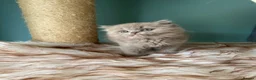 British Longhair cats for sale: GCCF REGISTERED BRITISH LONGHAIR BOY - Advert 3