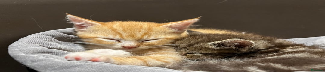 ginger Maine Coon kitten 🧡