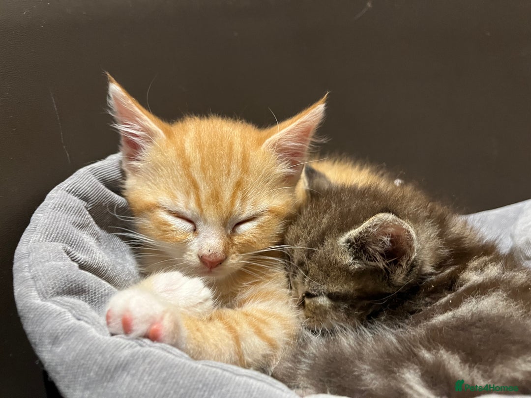 Mixed Breed cats for sale: Adorable kittens  - Image 15