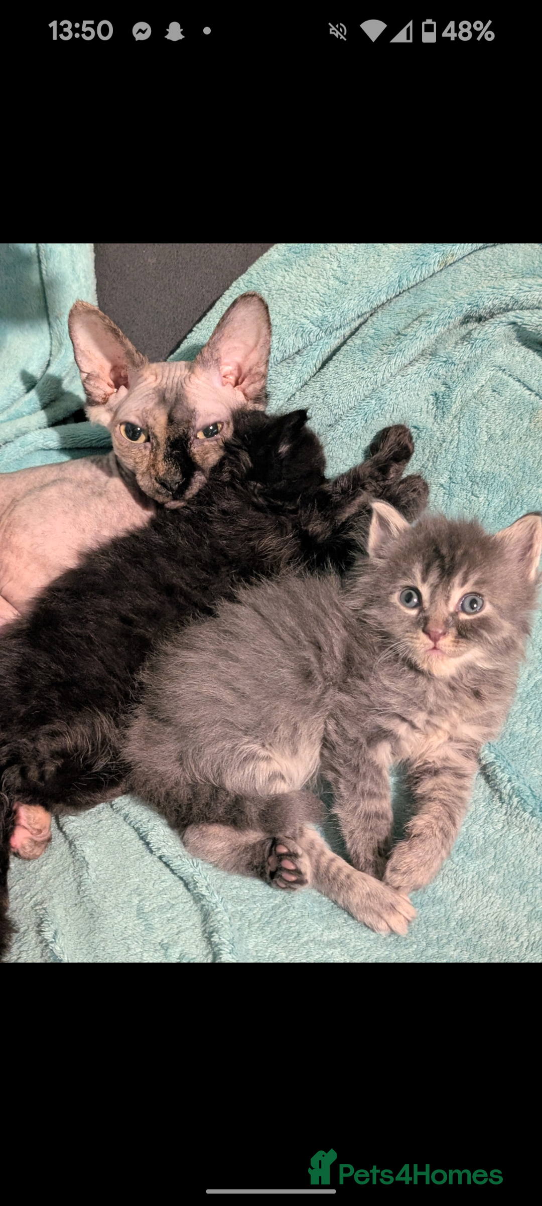 Mixed Breed cats for sale: Spynx X maincoon  - Image 21