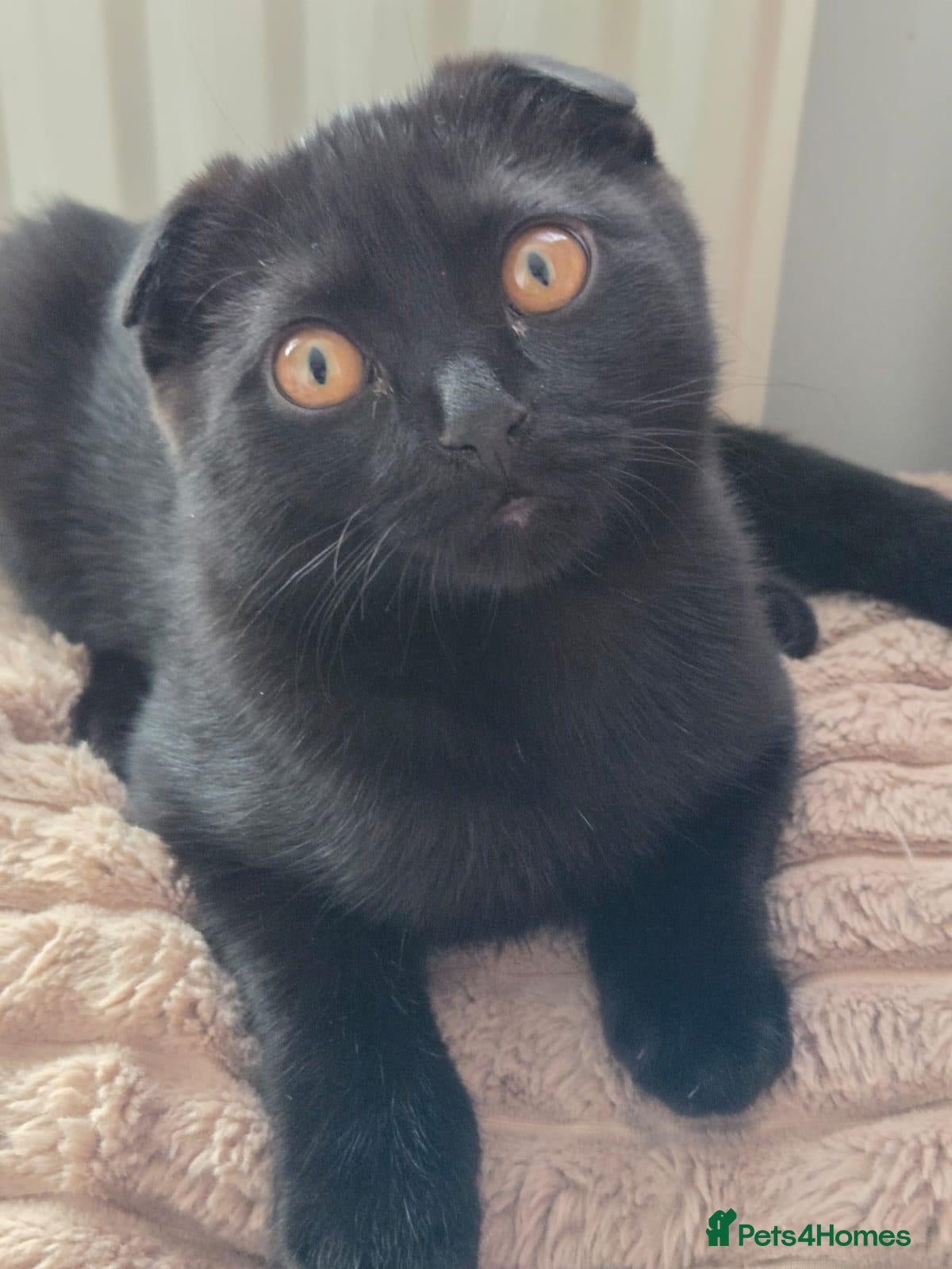 Scottish Fold cats for sale: Scottish fold - Advert 1