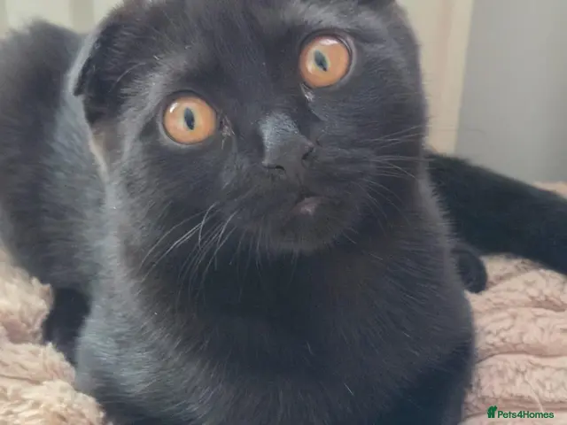 Scottish Fold cats for sale: Scottish fold - Advert 1