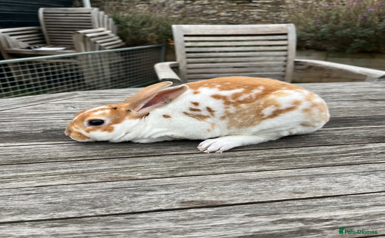 Rex rabbits - Advert 1